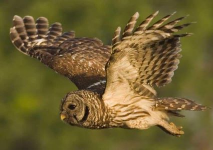 Barred owl in Flight.JPG